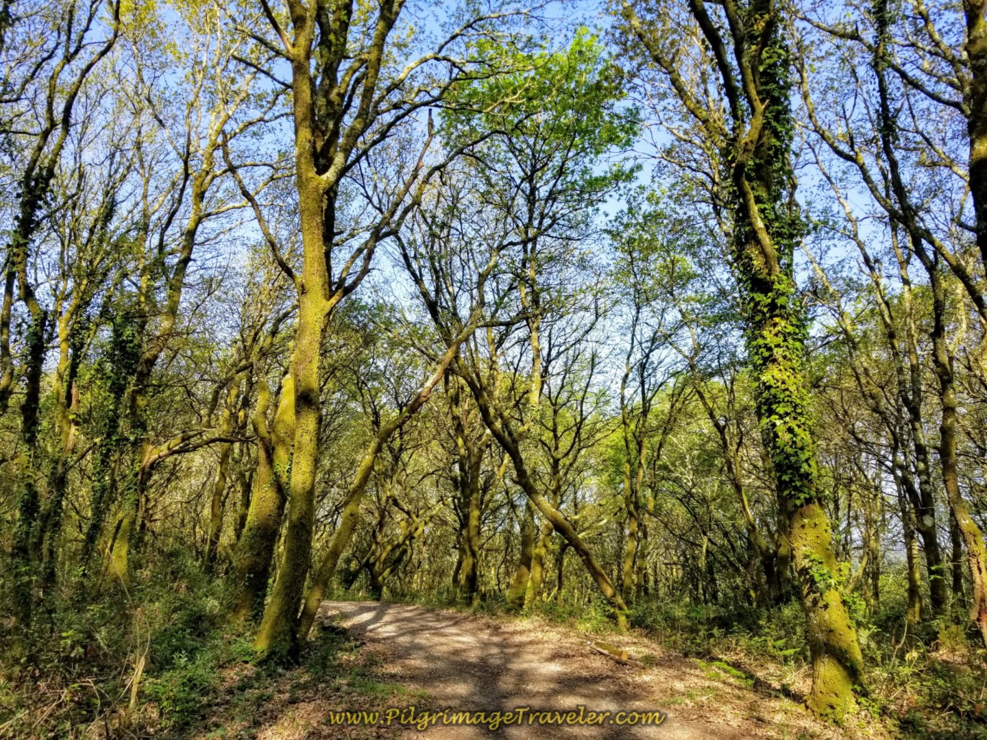 Path Through More Enchanted Forest on day eight of the Camino Inglés