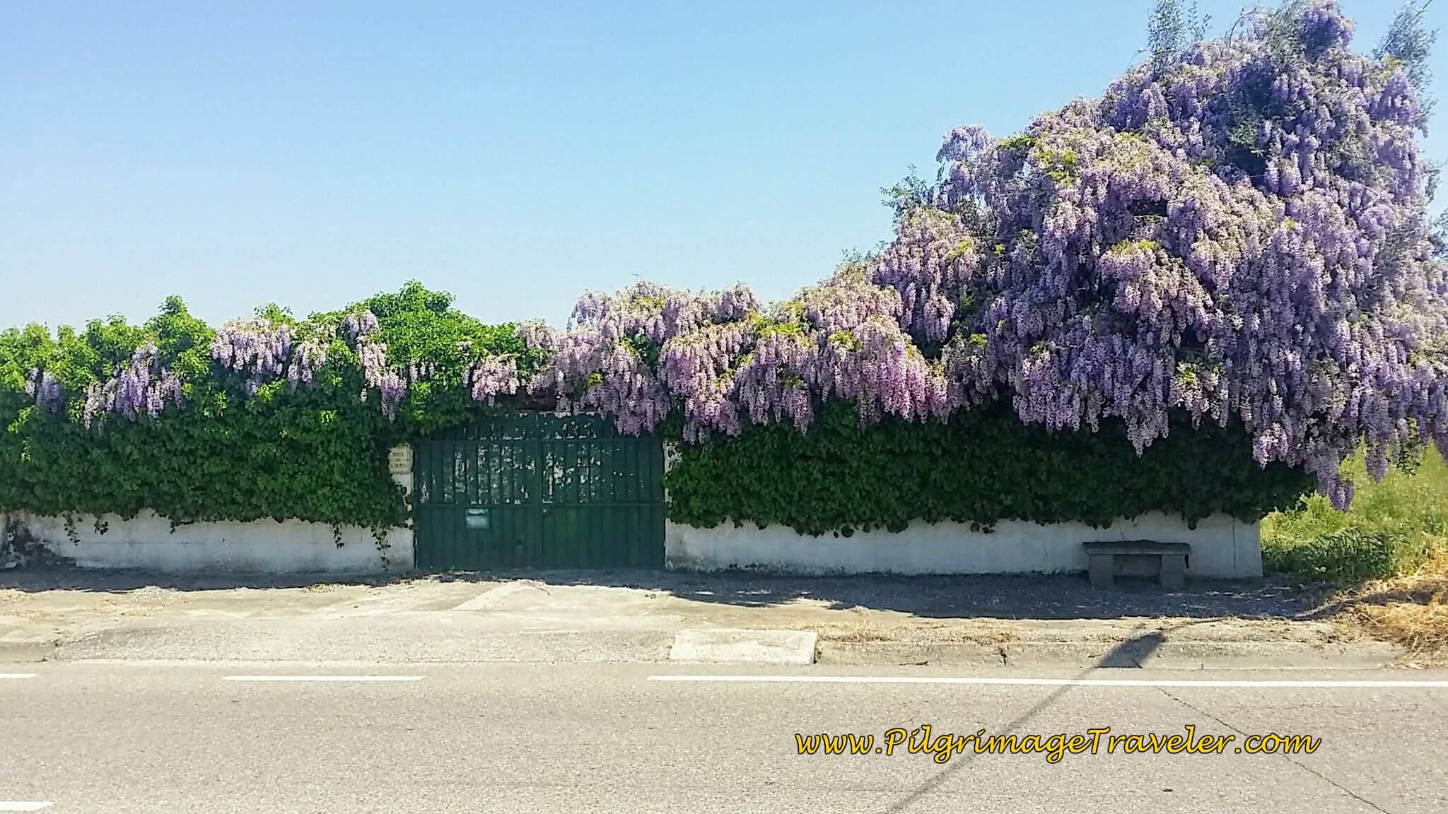 Wisteria Along the N110