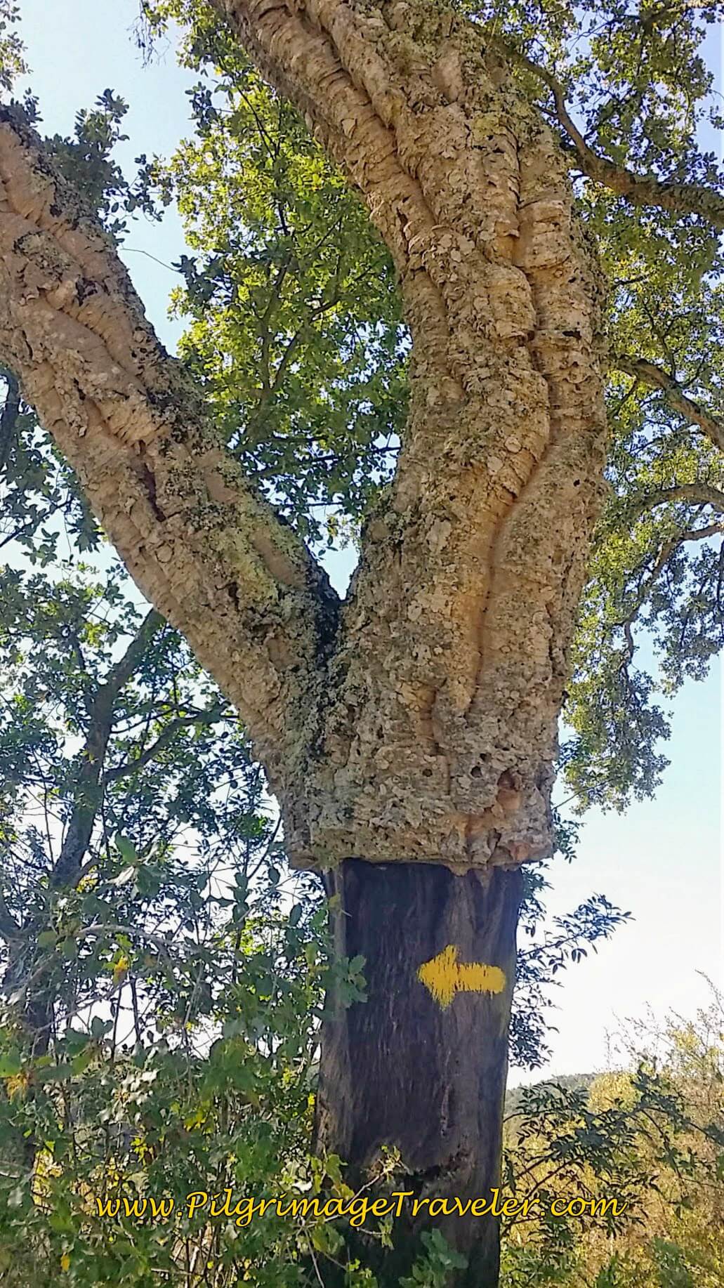 Yellow Arrow on the Cork Tree on the Camino de Santiago in Portugal