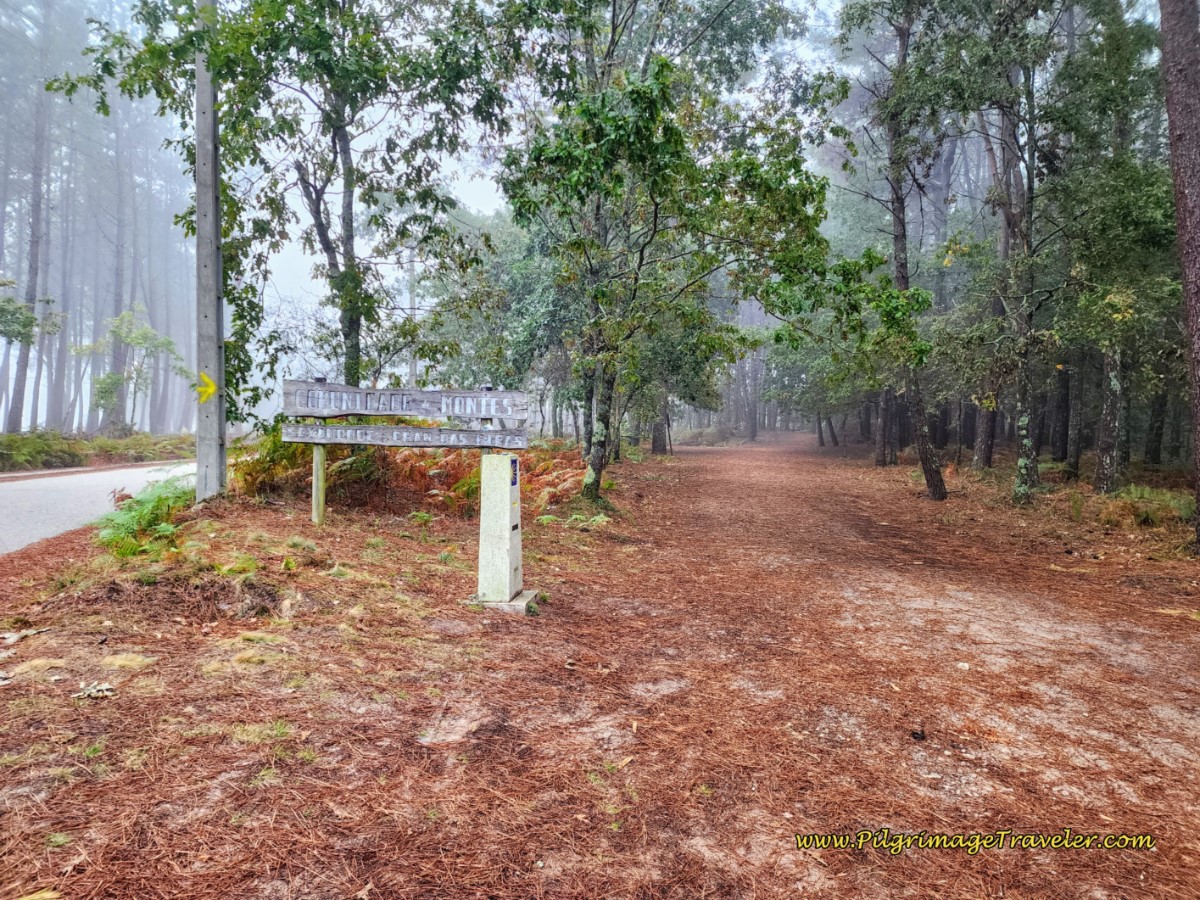 Right Turn Onto Forest Lane