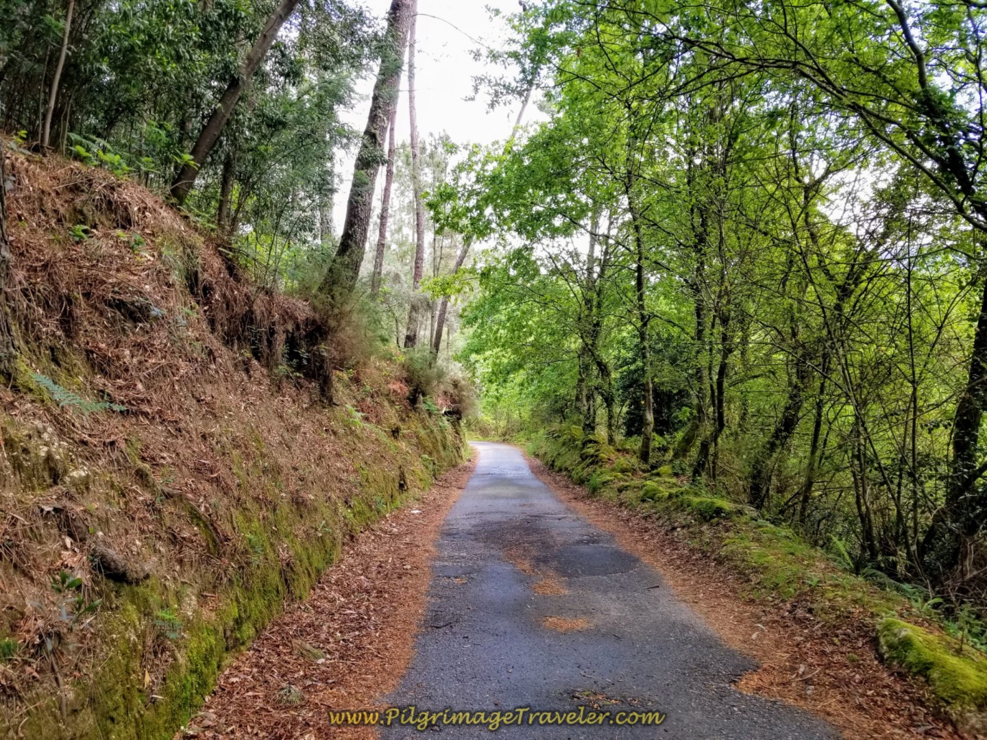 Quiet and Paved Rural Road is Next on day eighteen on the Central Route of the Portuguese Camino