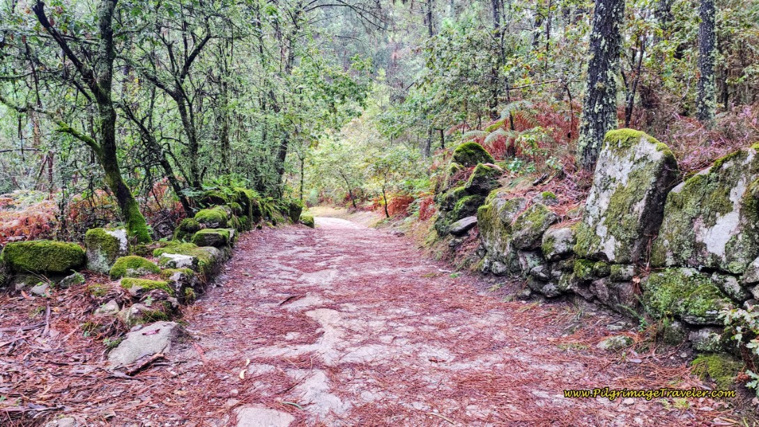 Forest Road Lined with Moss-Covered Rocks