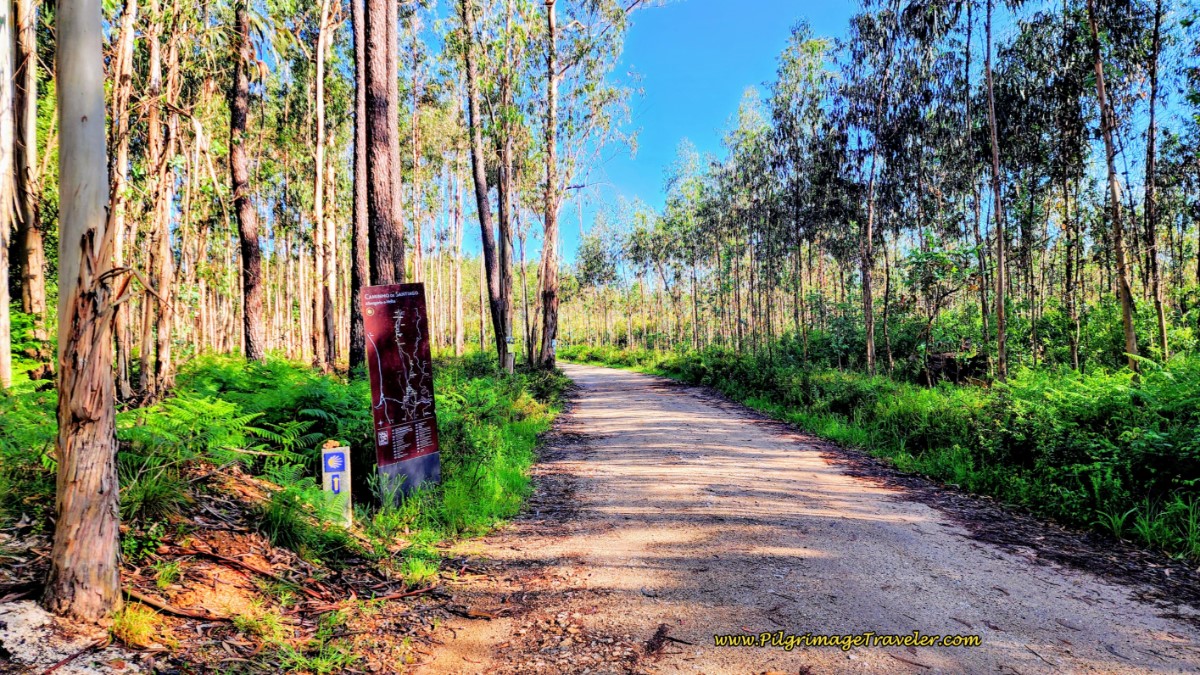 Cross the Estrada Paus Into Eucalyptus Forest
