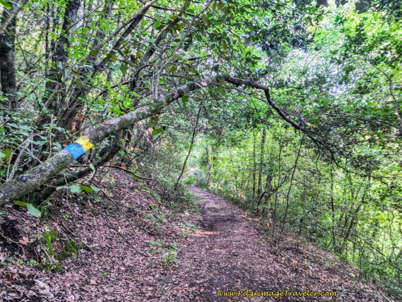 Way of St. Francis: Day Twelve, Spello to Trevi - Join Trail System