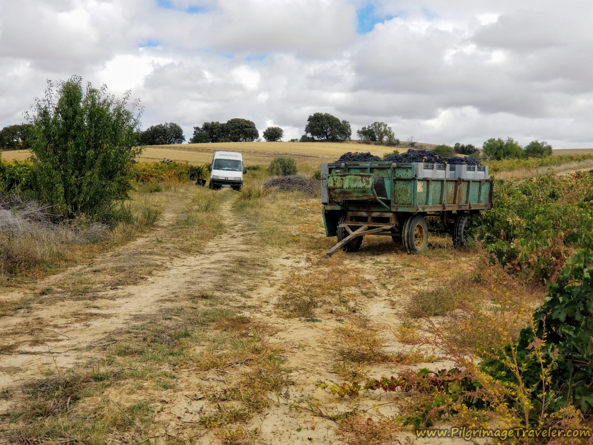 Grape Harvest on the Vía de la Plata from Cañedino to Villanueva de Campeán