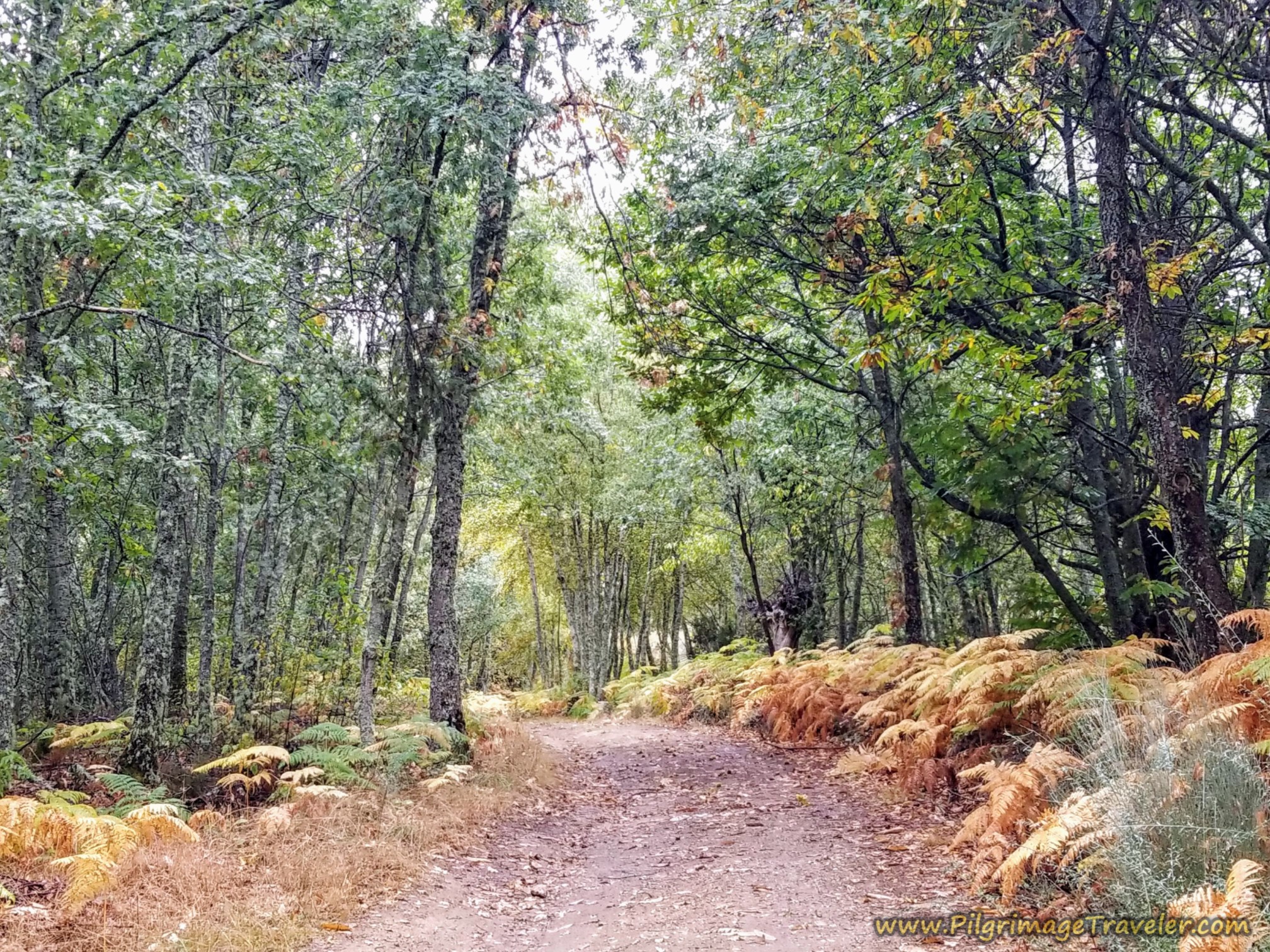 Looks Like a Fern Forest of Galicia!