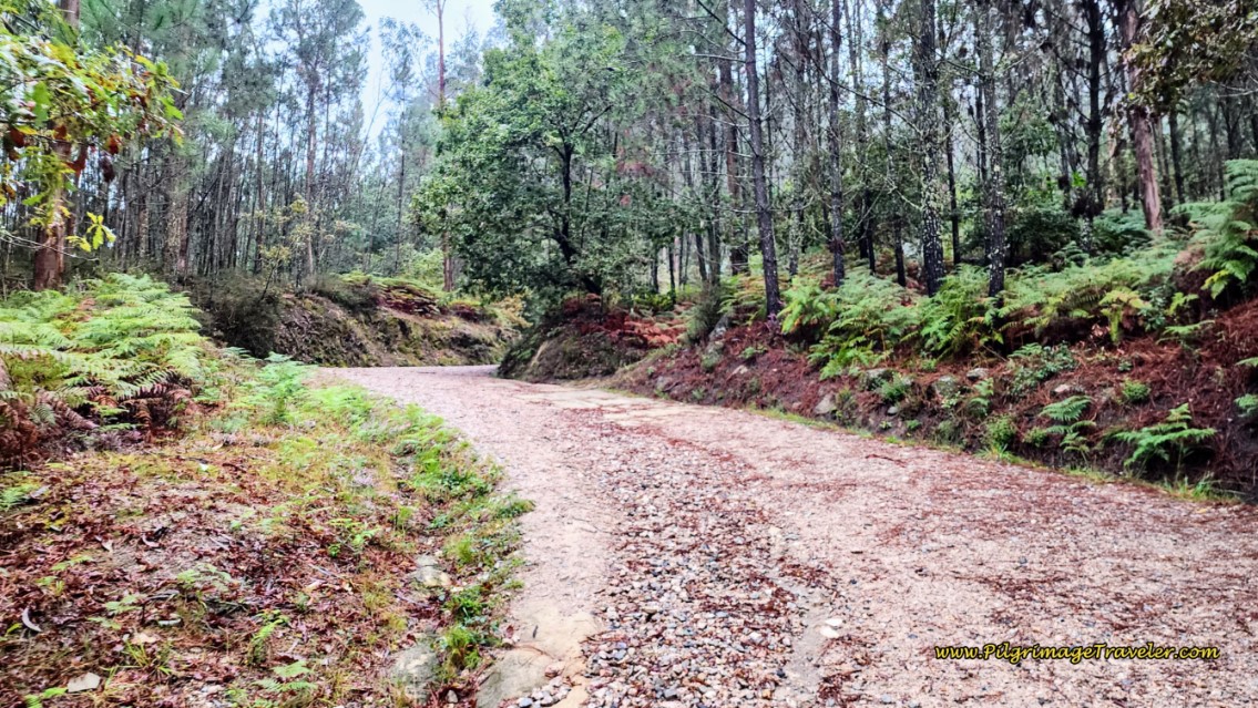 Forest Road Continues Uphill