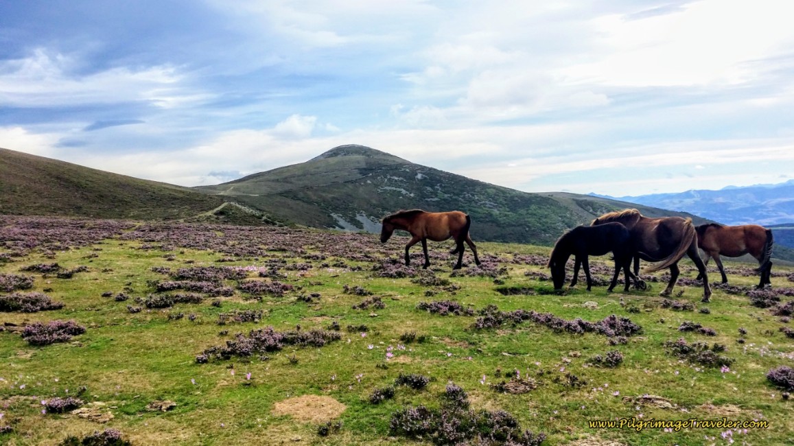 Horses on the High Plateau