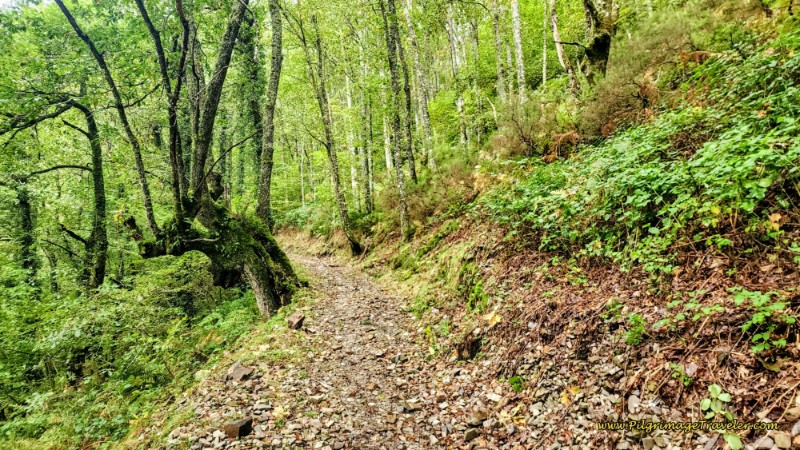 Beautiful, Thick Forest