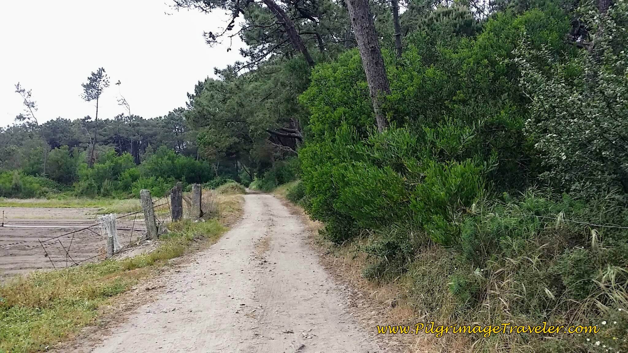 Rural Lane Before Fão on day sixteen of the Portuguese Way on the Coastal Route