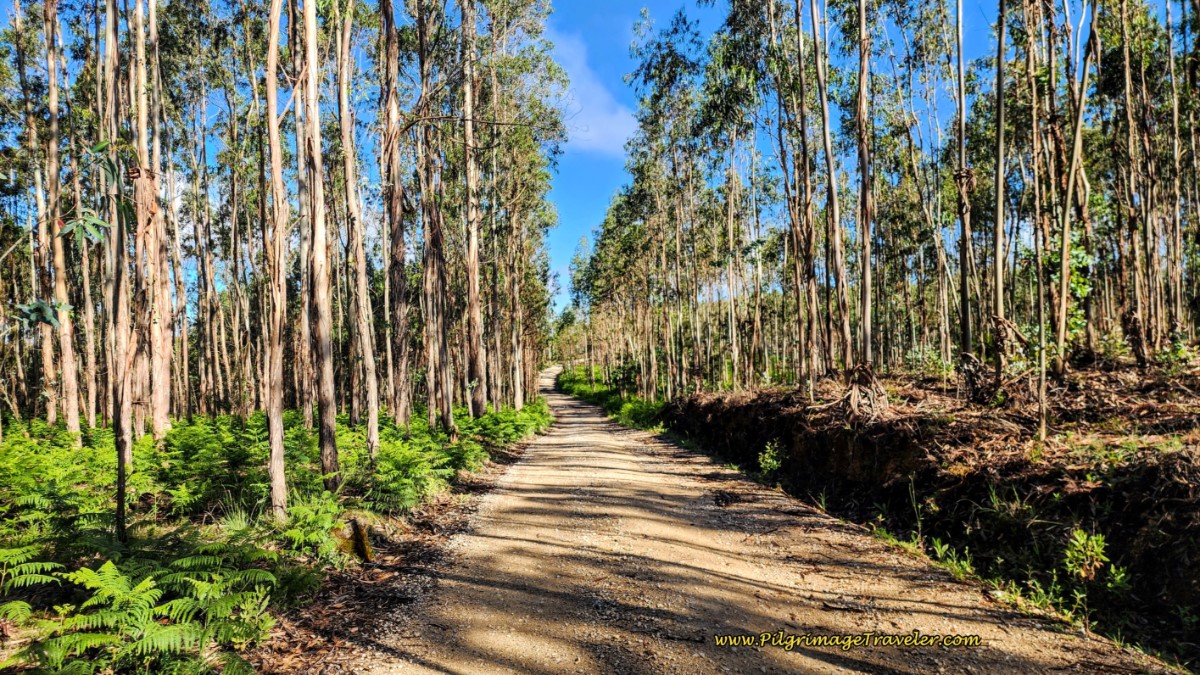 Eucalyptus-Lined Caminho de Santiago