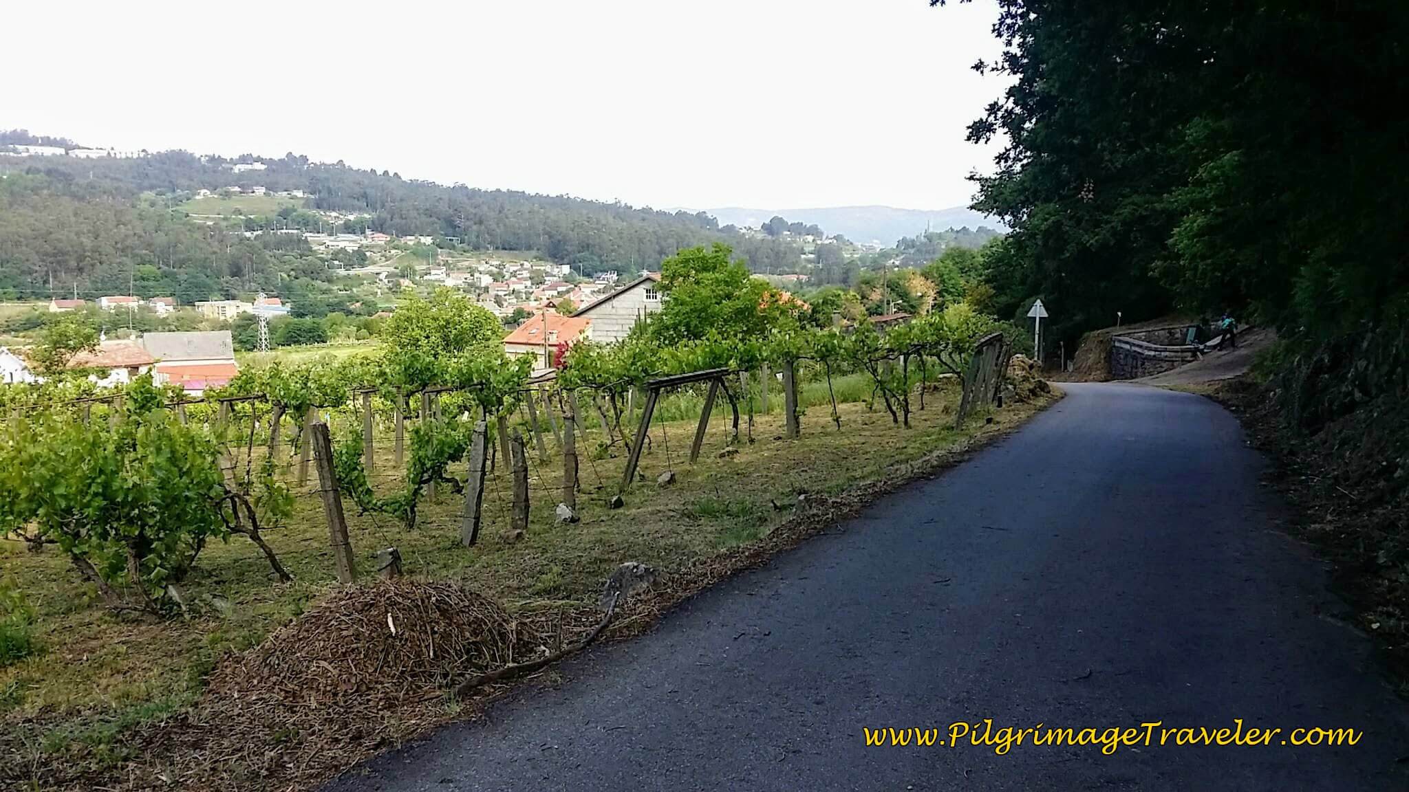 Walking By Canaval, day twenty-two on the Camino Portugués