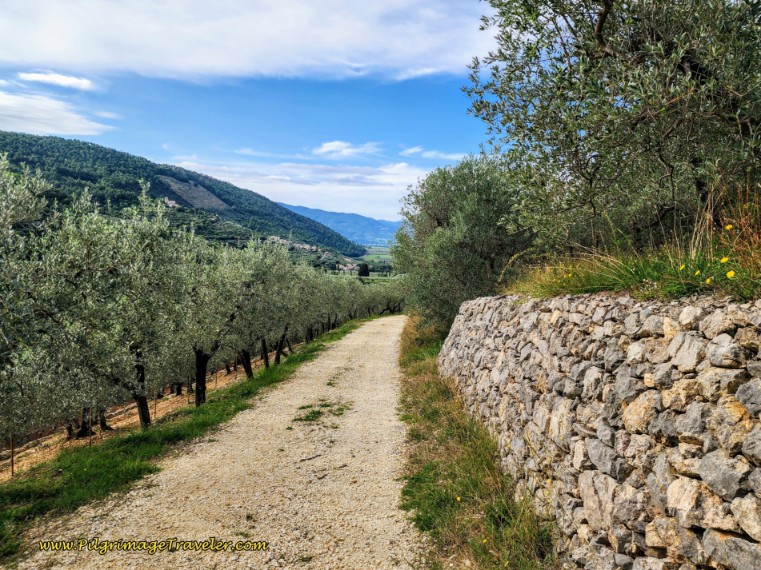 Rough Lane Through Olive Groves Way of St. Francis: Day Thirteen, Trevi to Poreta - Rough Lane Through Olive Grove