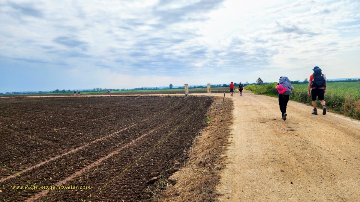 Turn Left Ahead at Another Farm Lane