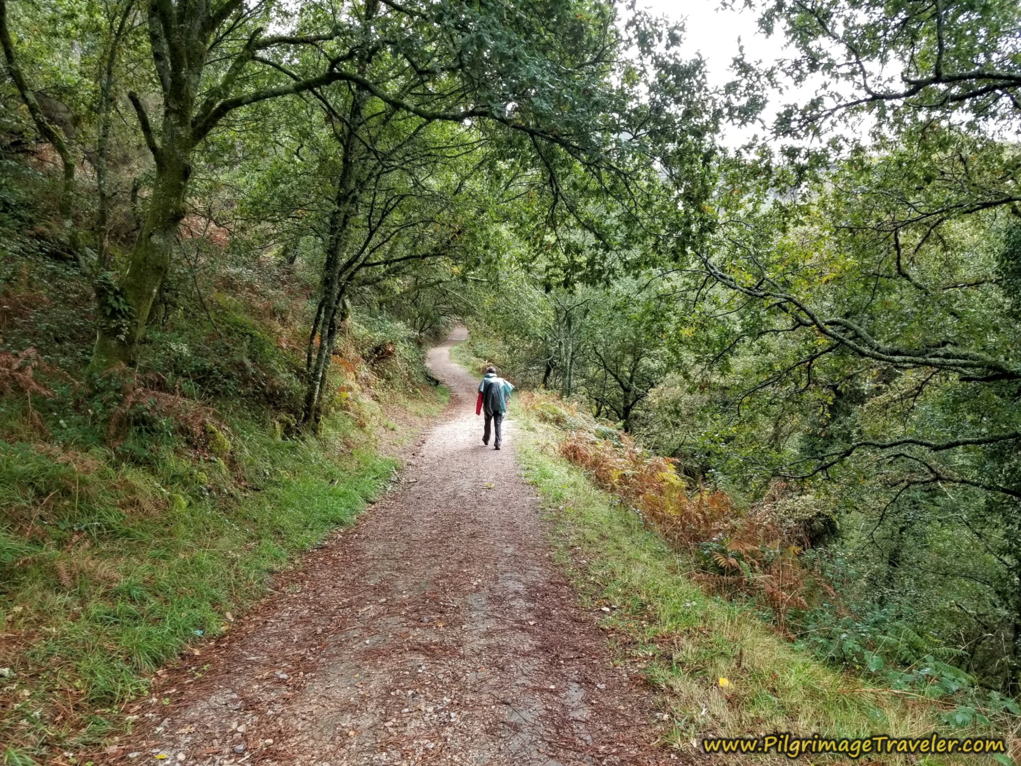 Rich Walking Through More Forest, Camino Sanabrés, Estación de Lalín to Bandeira Rich Walking Through More Forest, Camino Sanabrés, Estación de Lalín to Bandeira