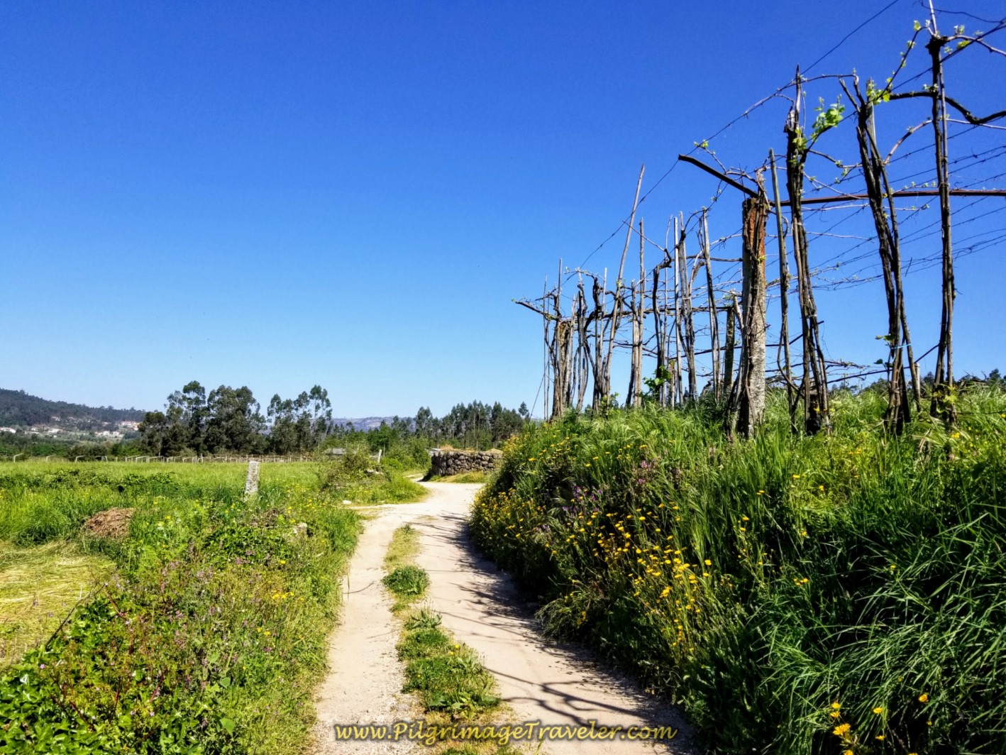 Lane Follows Vineyard on day seventeen on the Central Route of the Portuguese Camino