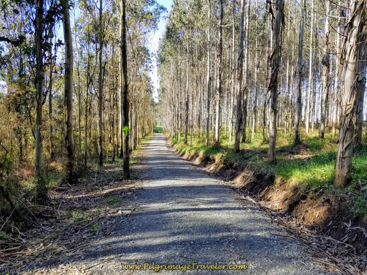 Charming Path Through the Forest on day two of the La Coruña Arm of the Camino Inglés