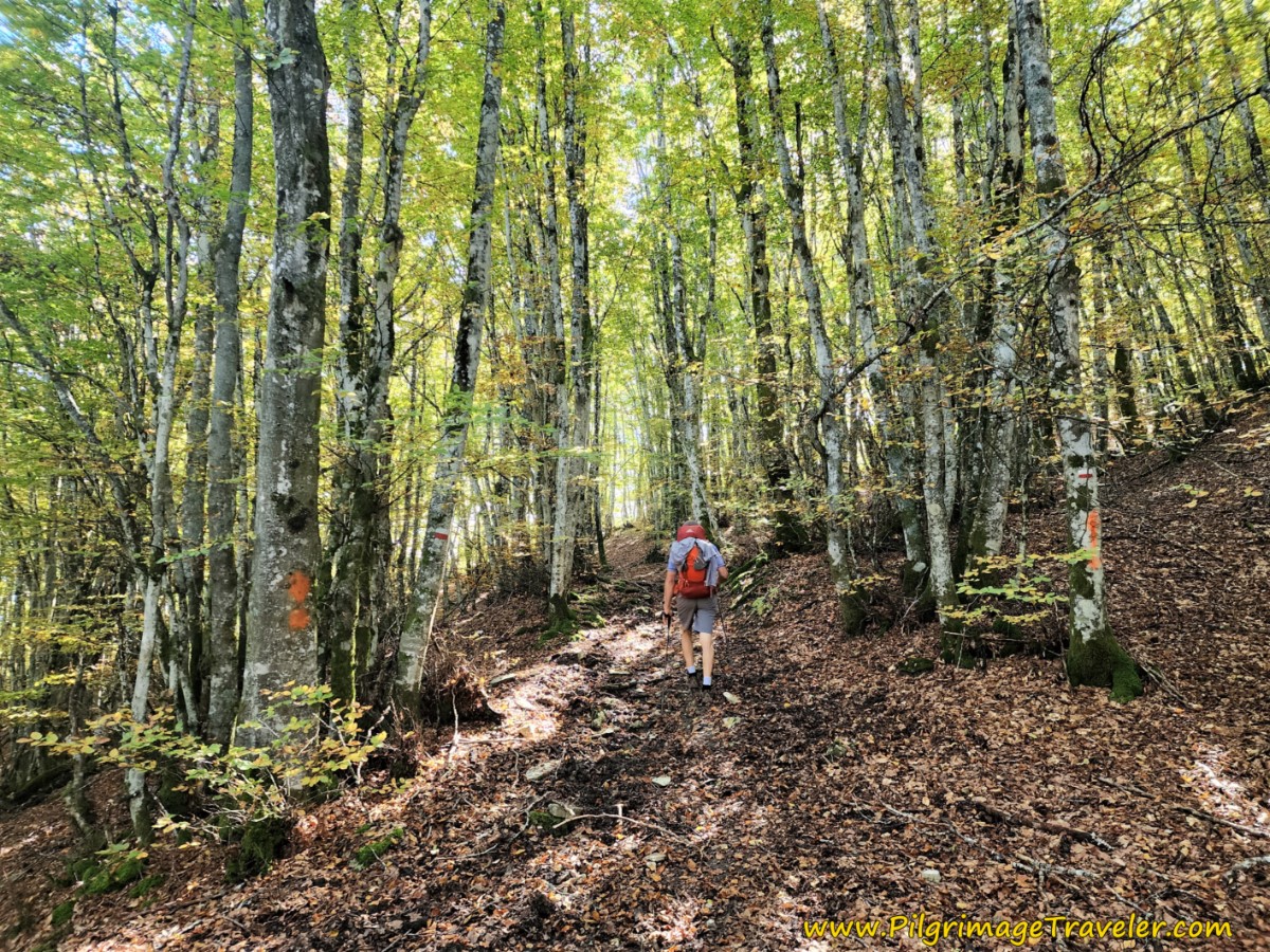 Final Climb in the Woods