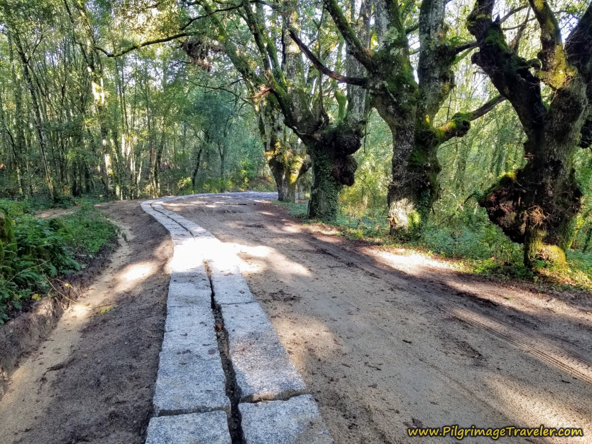 Improved Lane Through Forest