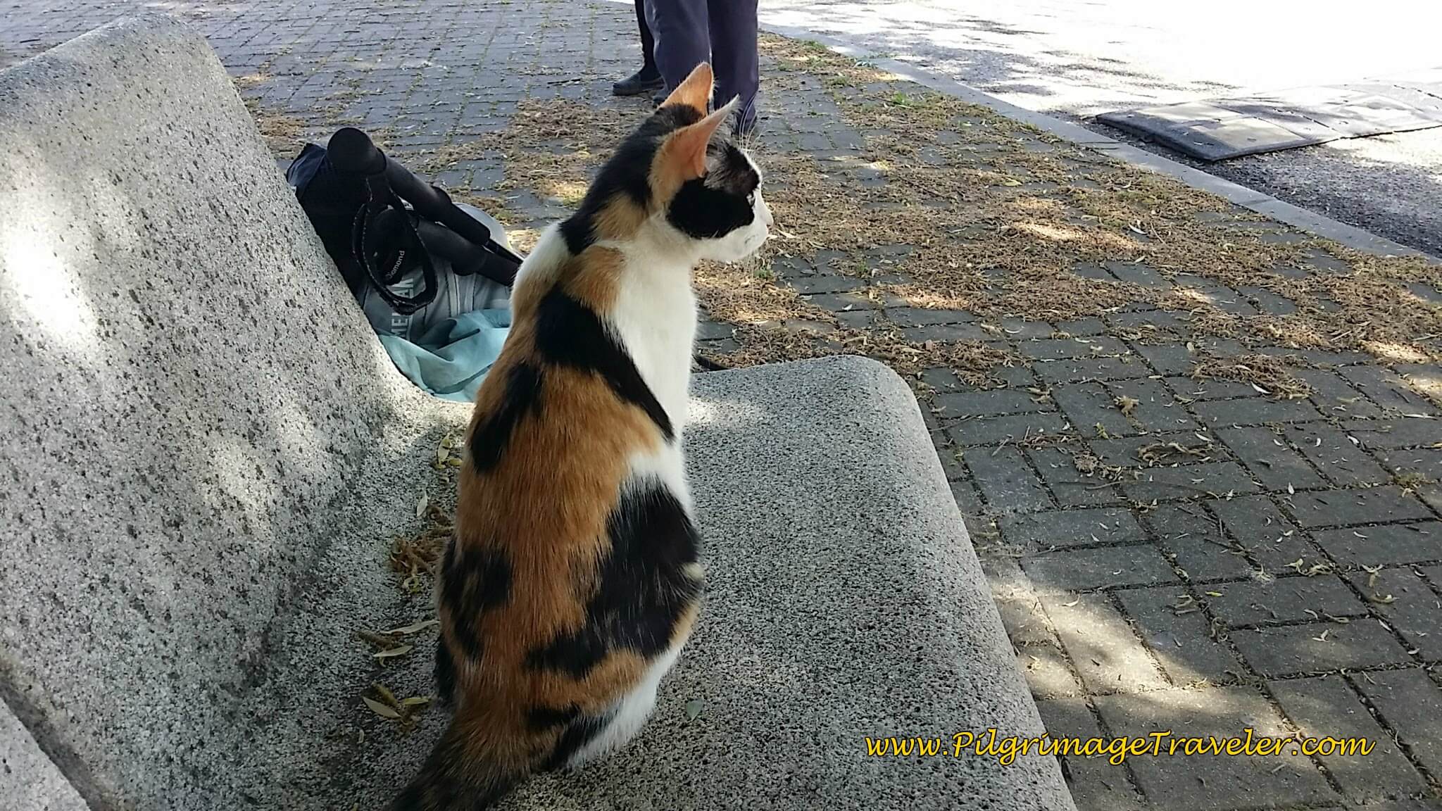 Kitty Comes to the Smell of Canned Tuna on the Camino Portugués Kitty Comes to the Smell of Canned Tuna on the Camino Portugués