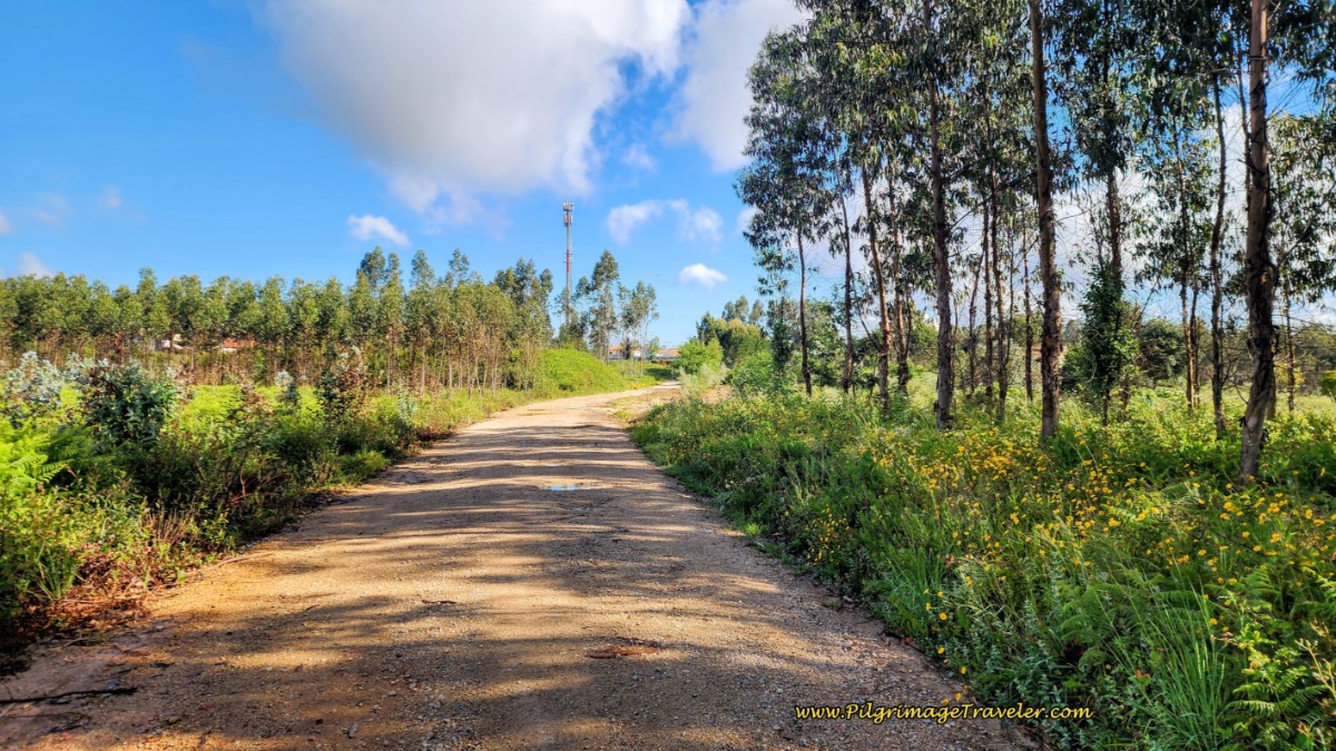 End of Forest Road at the Largo Liz