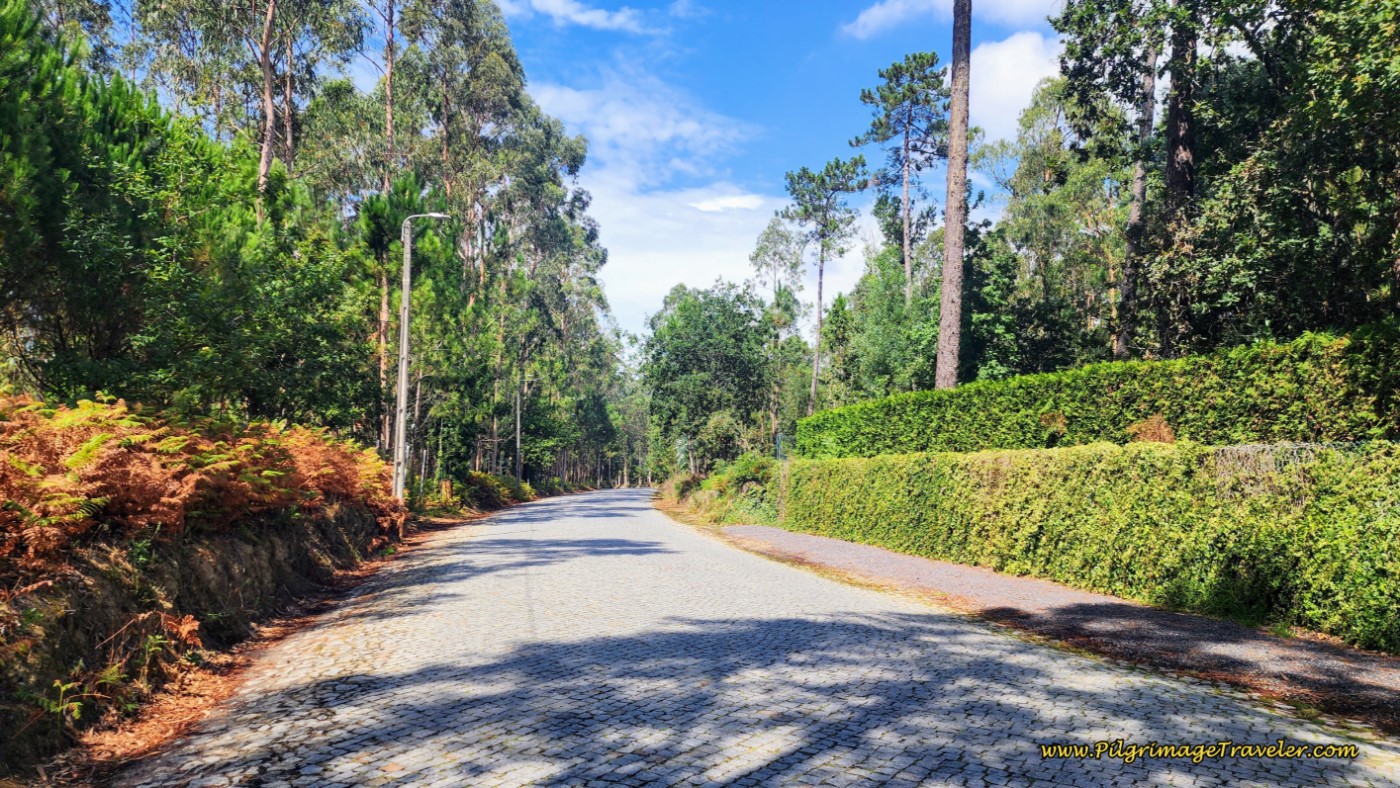 Re-Enter Forested Area