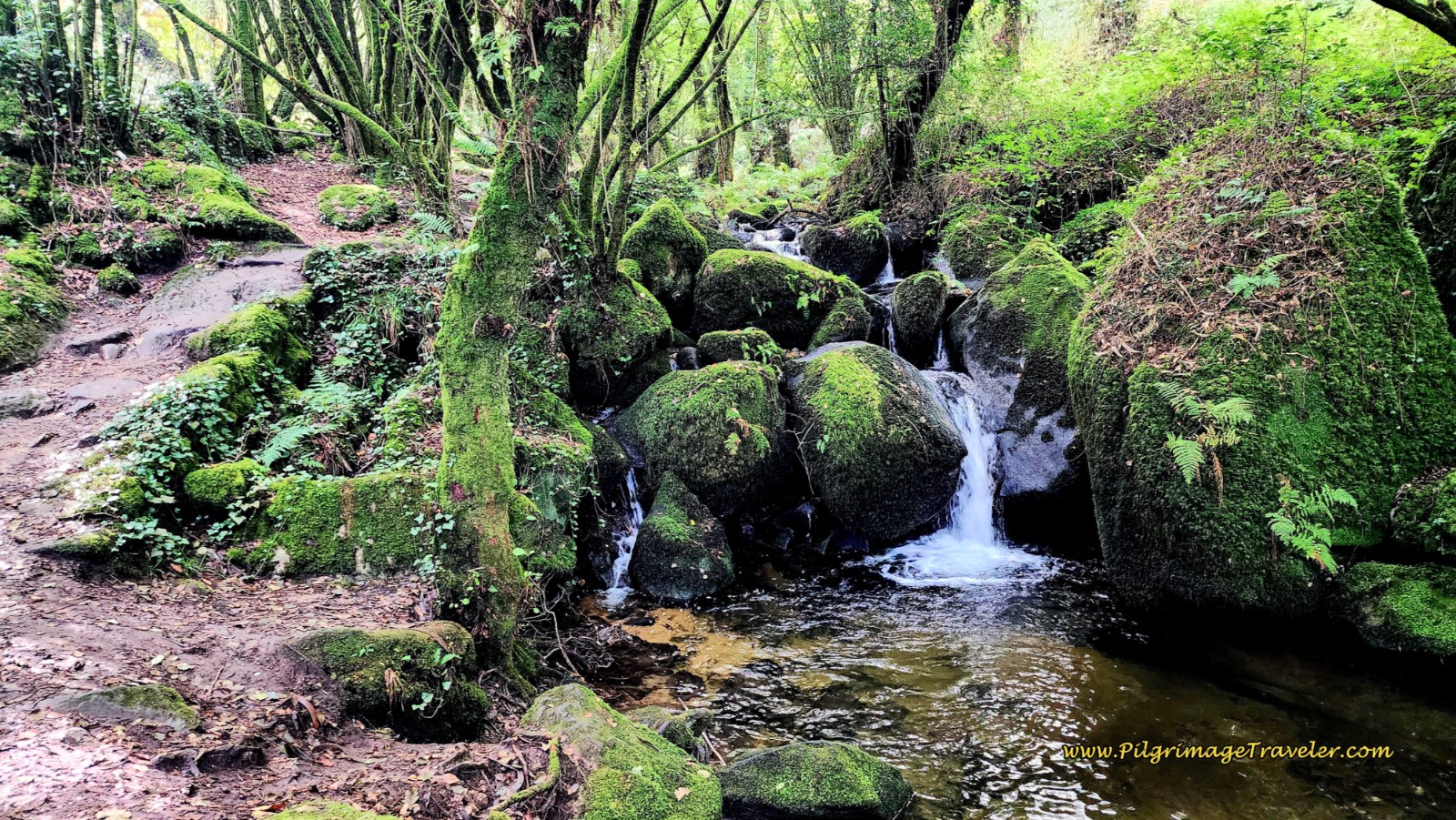 Gorgeous Cascading Waterfall in the Verdant Forest