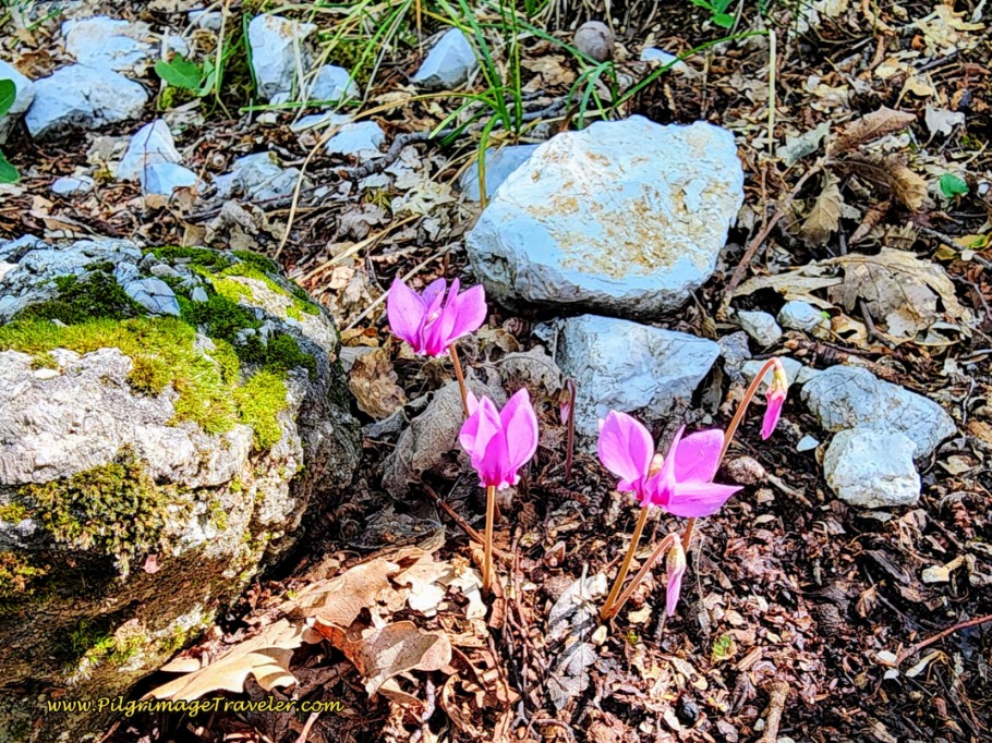 Way of St. Francis: Day Eleven, Assisi to Spello, Wild Cyclamen