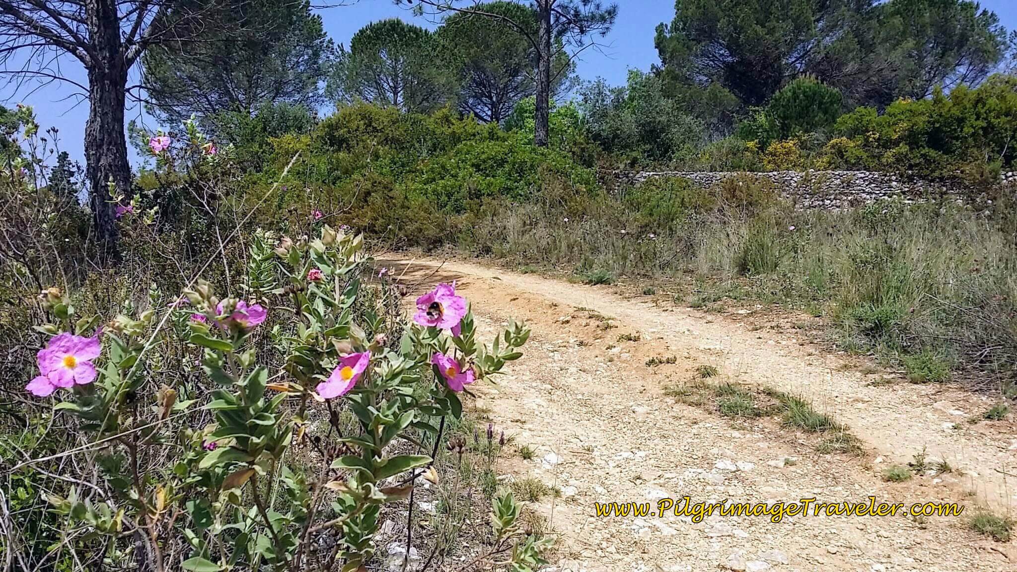 Flowers and Aqueduct Wall, Tomar Portugal