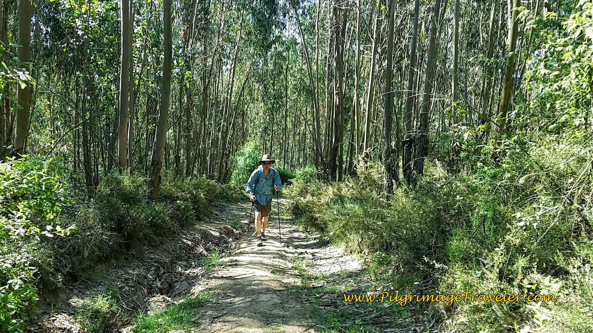 Climbing Through the Eucalyptus Forest