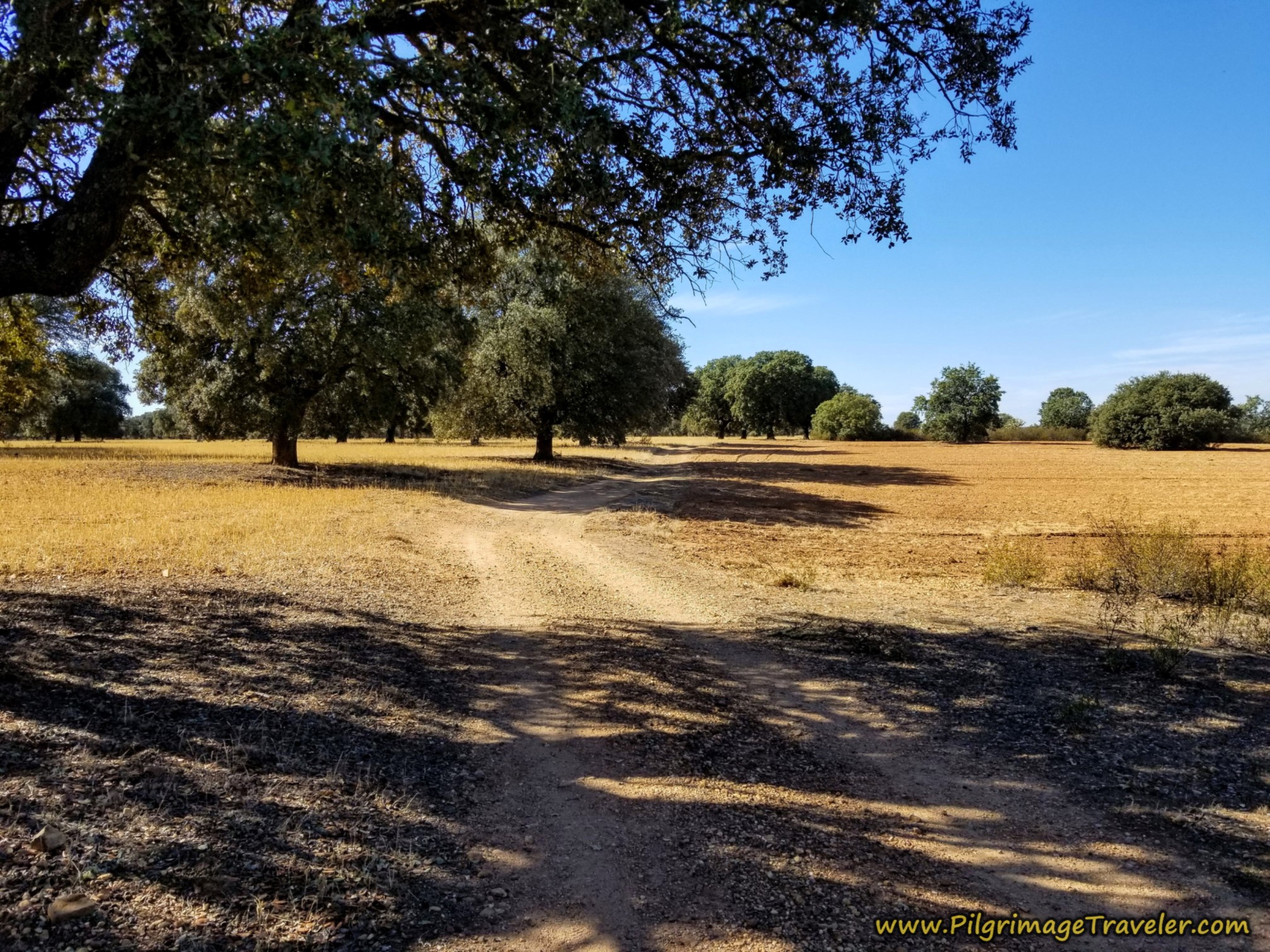 Fields and Majestic Oaks on the Camino Sanabrés from Granja de Moreruela to Tábara