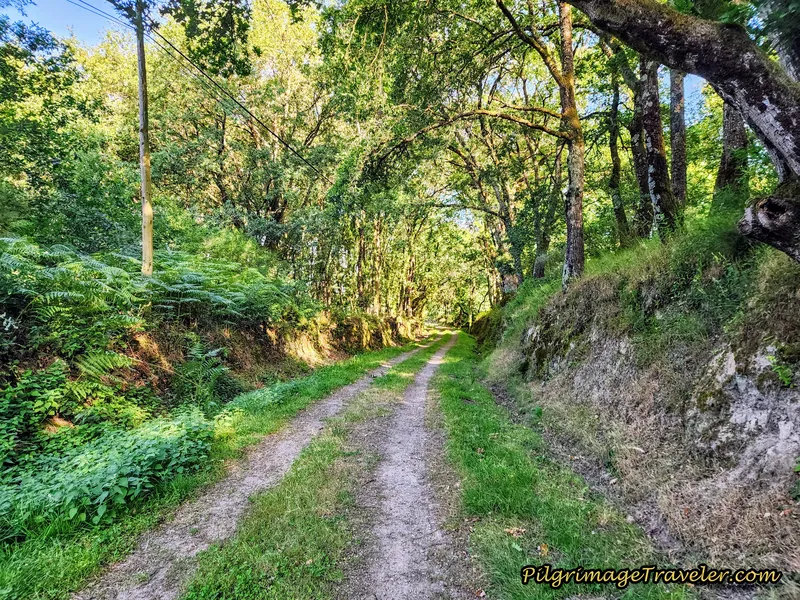 Final Path Through Forest