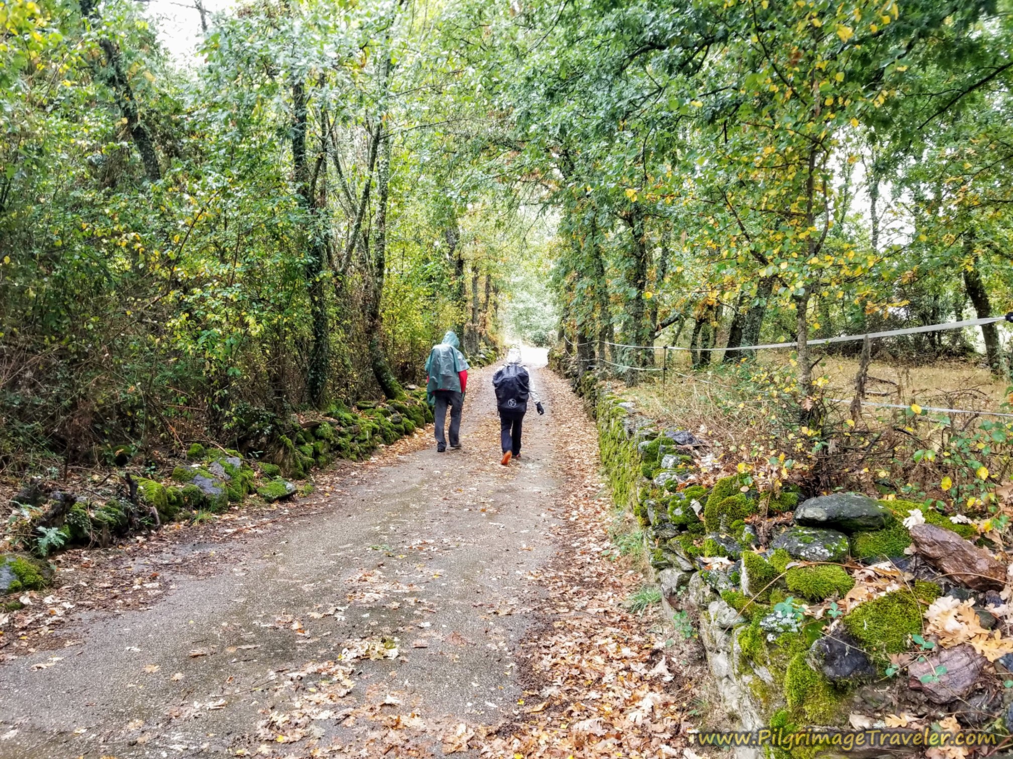 Forest Path to Requejo