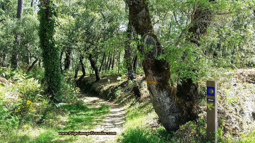 Turn Left on Another Forest Path