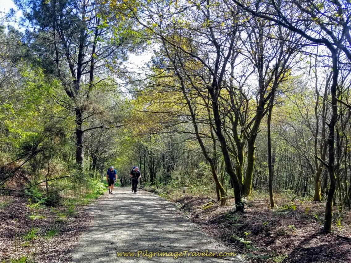 Final Forested Climbing Portion on day eight of the English Way Final Forested Climbing Portion on day eight of the English Way