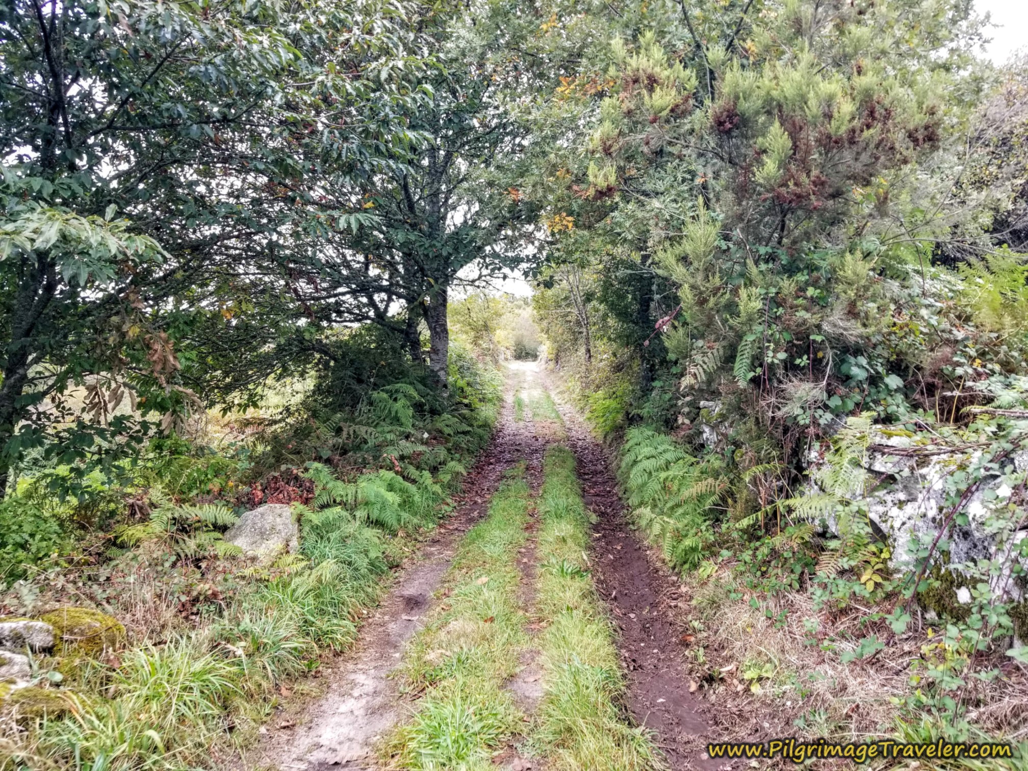 Lane Leaving Alberguería, Camino Sanabrés,  A Laza to Vilar de Barrio