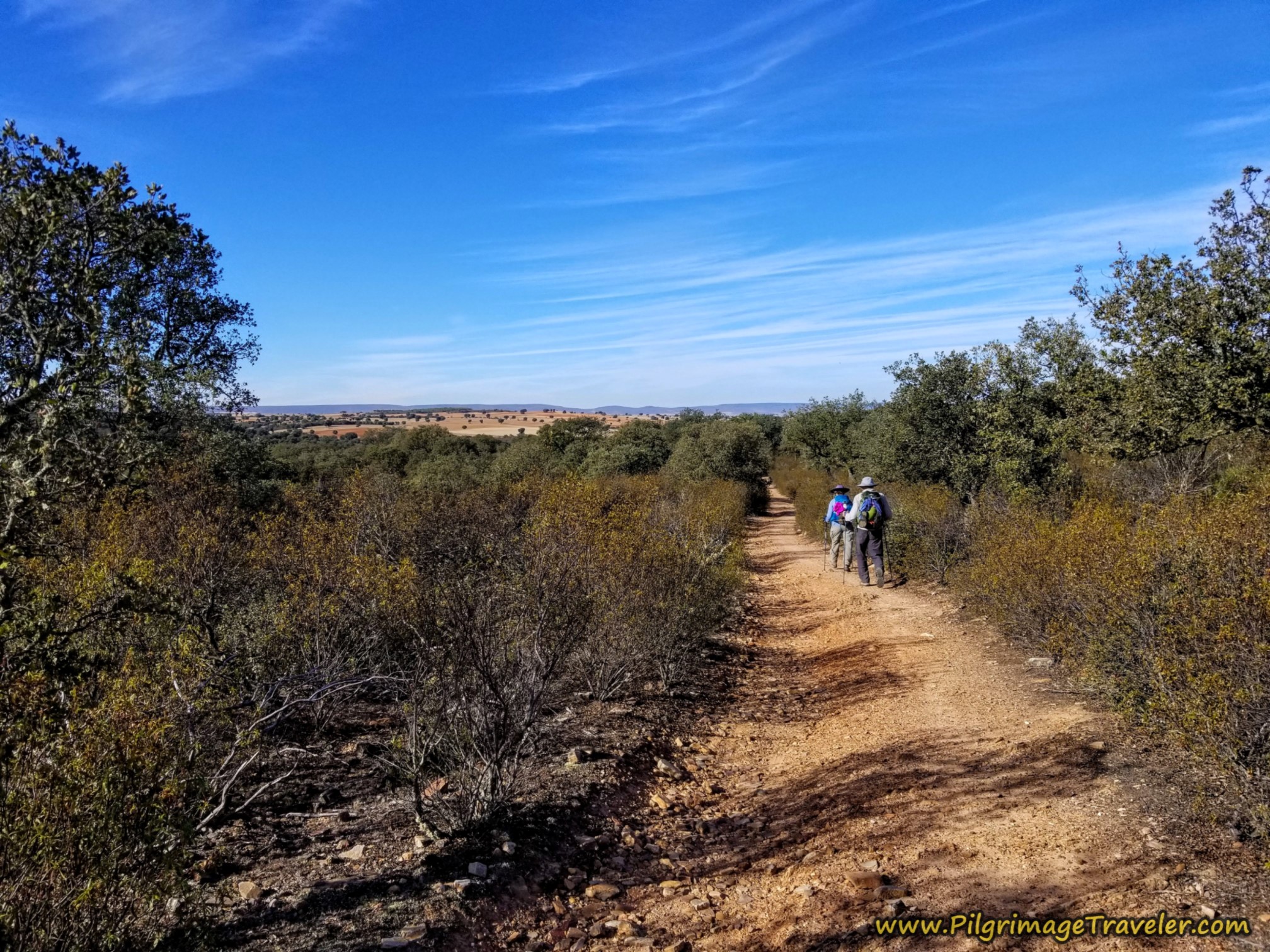 Long Way Through Scrub Forest