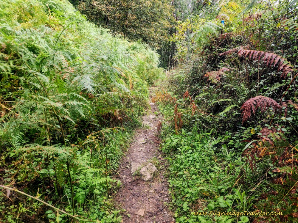 Trail From Portazgo on day six of the Camino de San Salvador Trail From Portazgo
