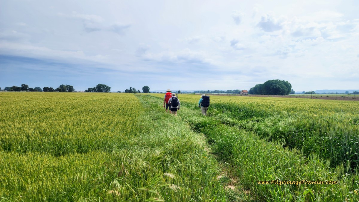 Walking Through Deep Grass