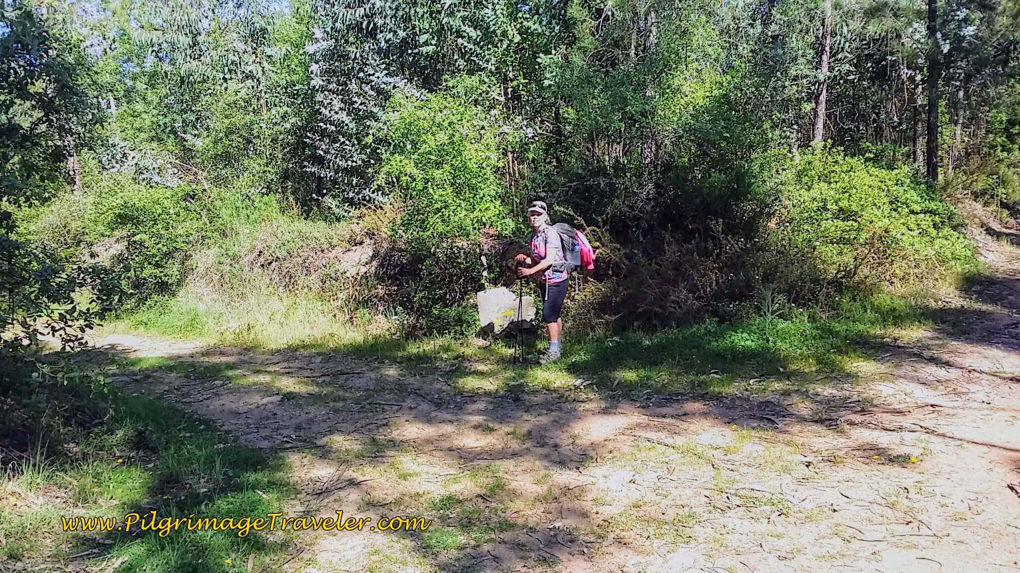 Forest Intersection - Turn Left Here