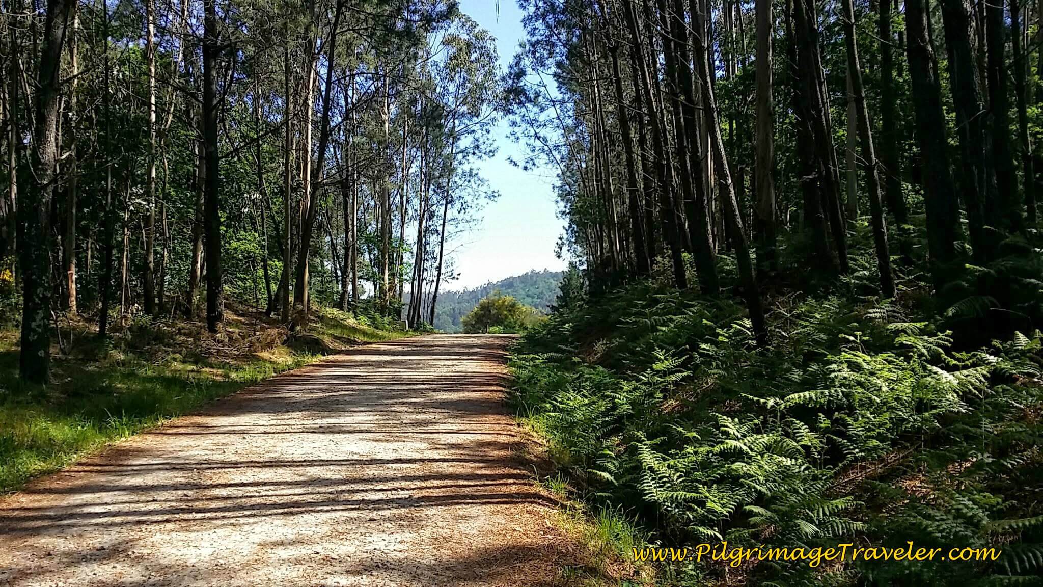 Along the Dirt Aldea Bascuas Toward Picaraña on Day Twenty-Four, Portuguese Camino