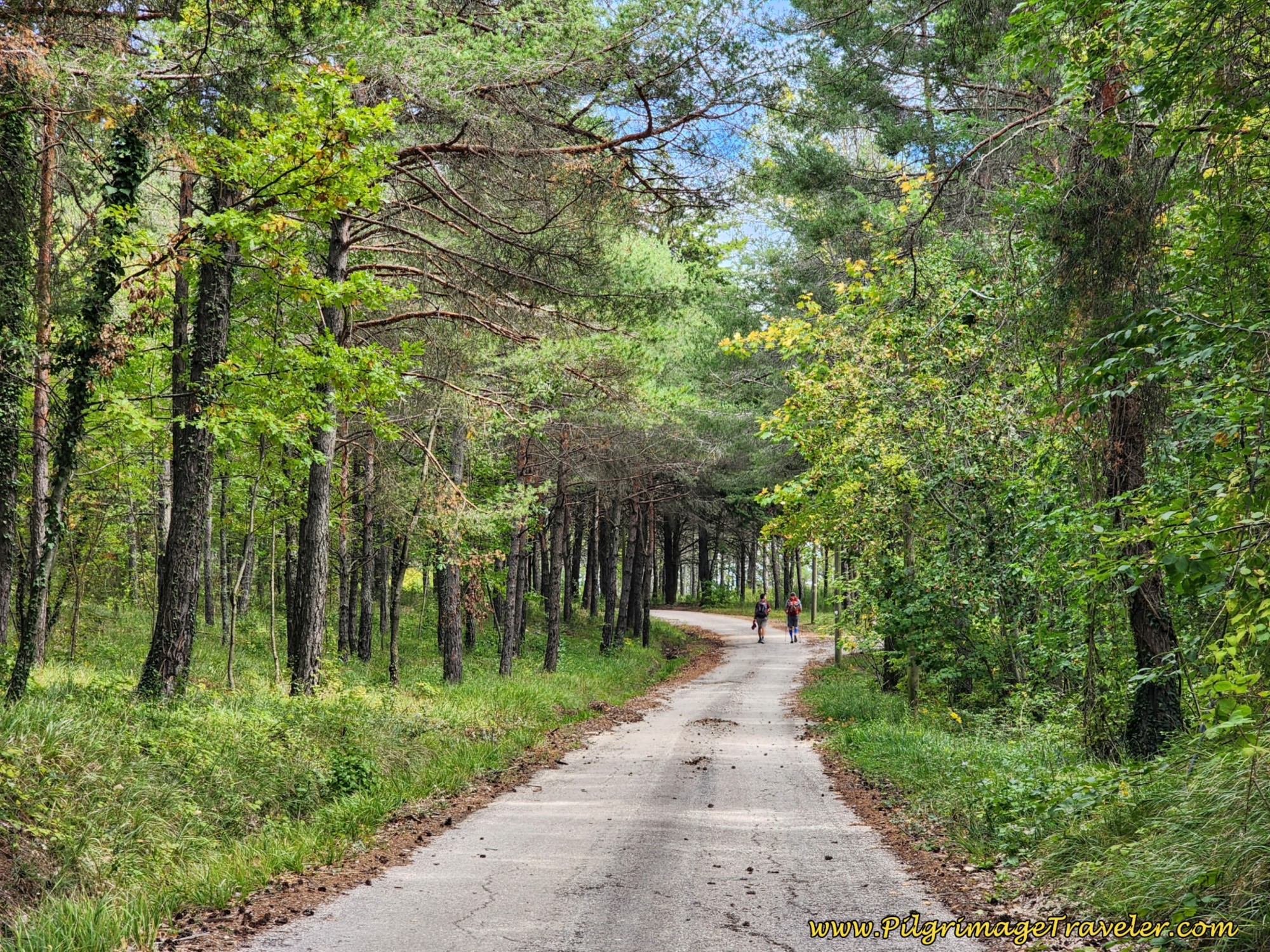 Cool Forest Walk, day six on the Way of St. Francis, from Cittá di Castello to Pietralunga