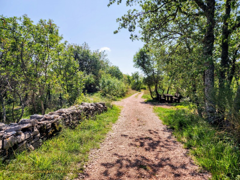 Way of St. Francis: Day Eleven, Assisi to Spello, Forest Opens as the Way Nears Spello