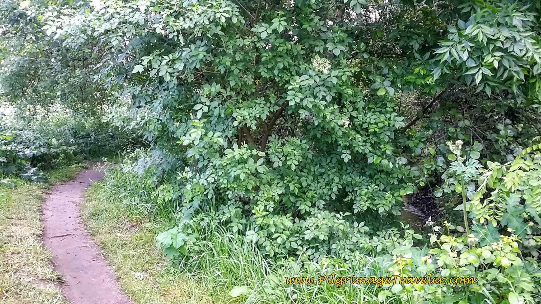 Río Tomeza Trail System South of Pontevedra, day twenty-two on the Camino Portugués