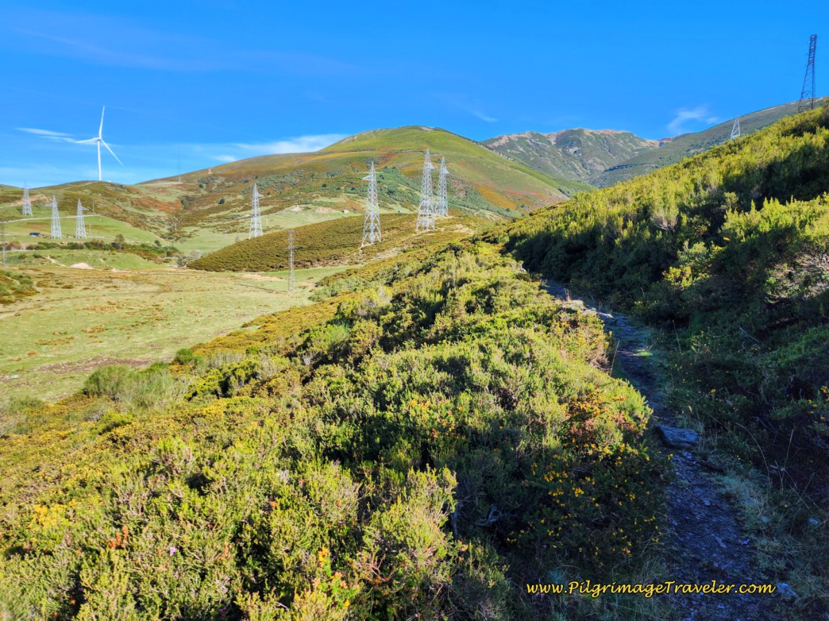 Scrubby High Path Through Pastures