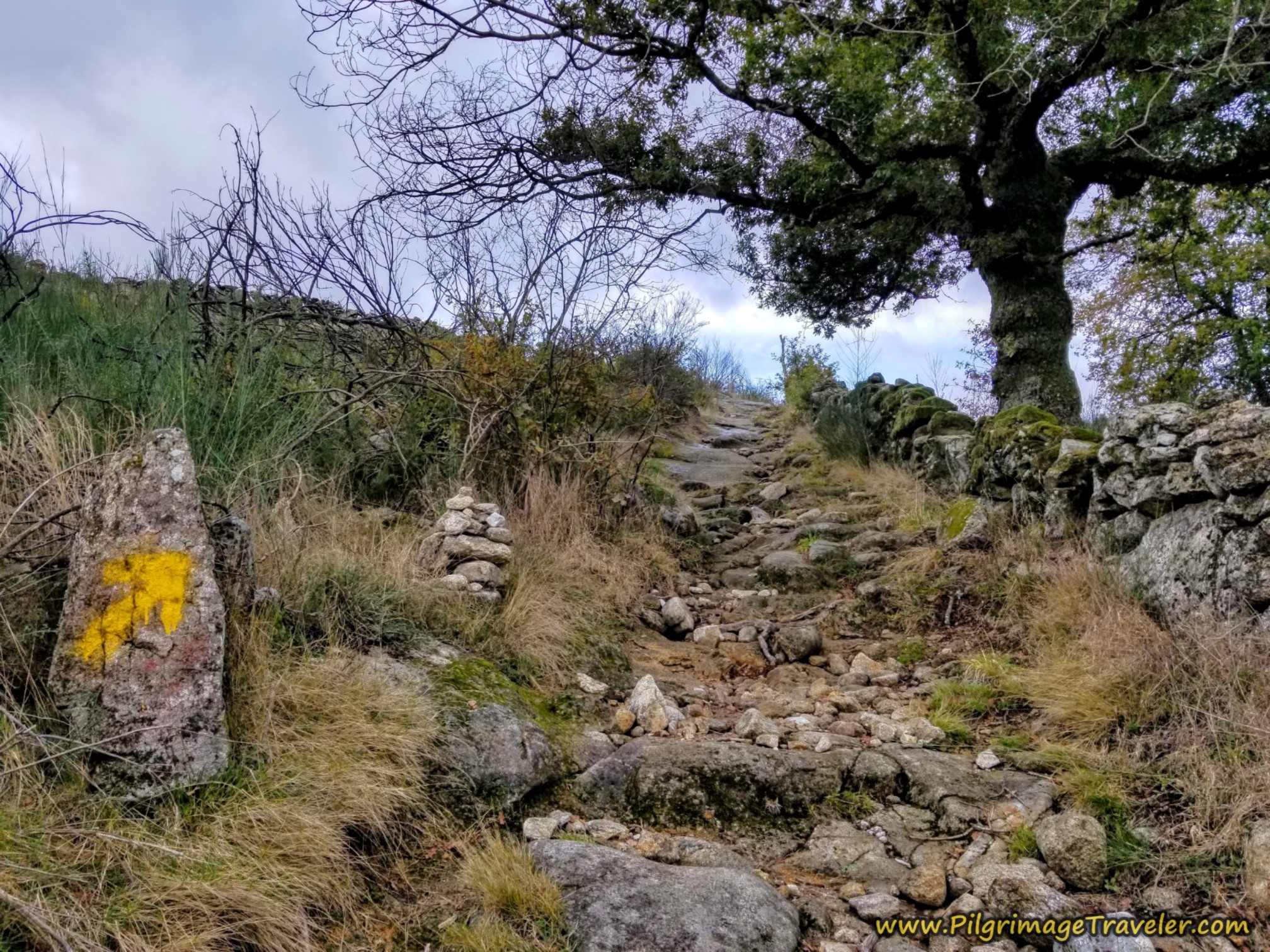 Terrain Opens Up, Camino Sanabrés, Cea to Estación de Lalín