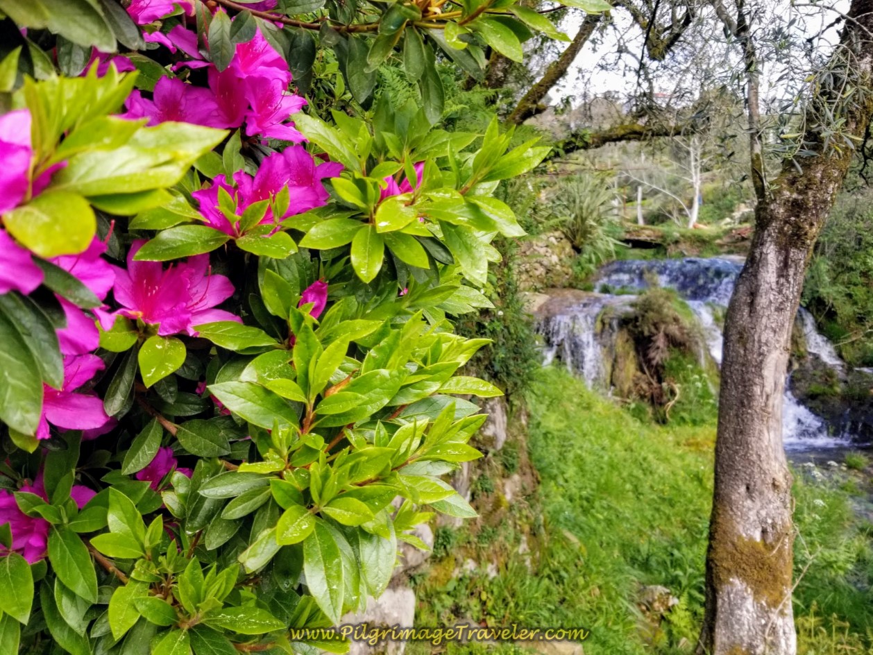 Azalea Bush and Waterfall on day eighteen on the Central Route of the Portuguese Camino