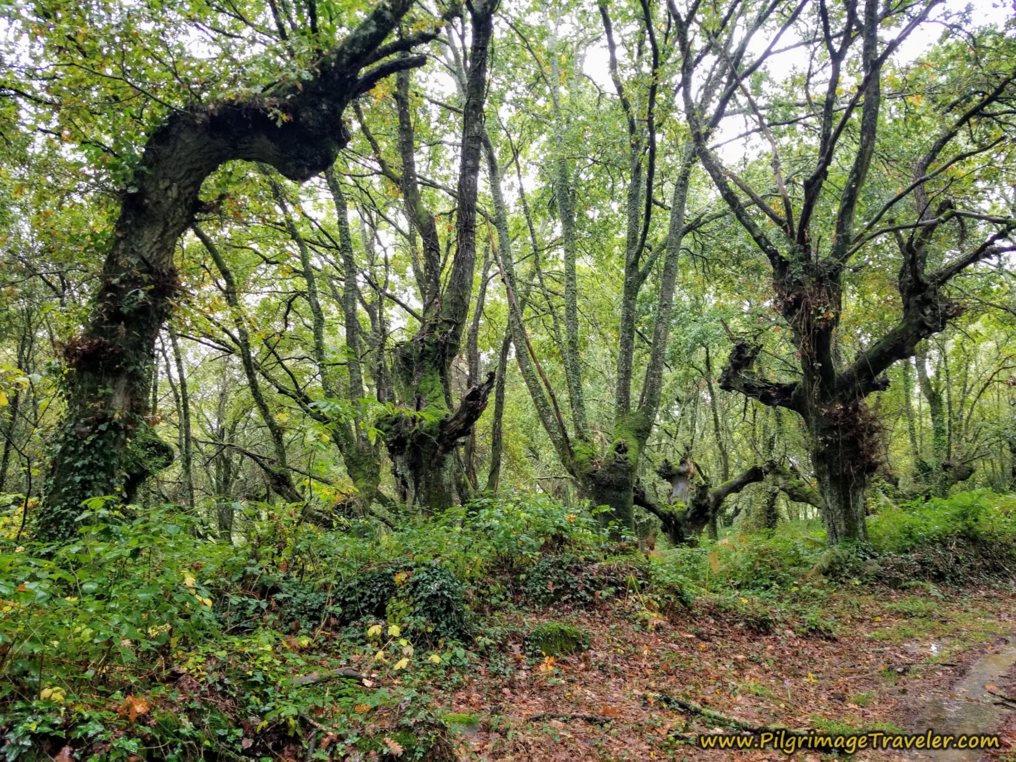 Back Into the Lush Forest