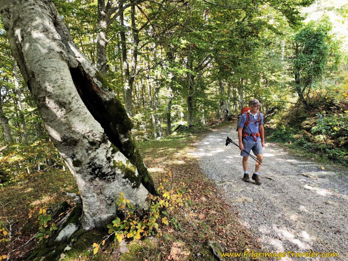 Walk By Gorgeous Old Trees