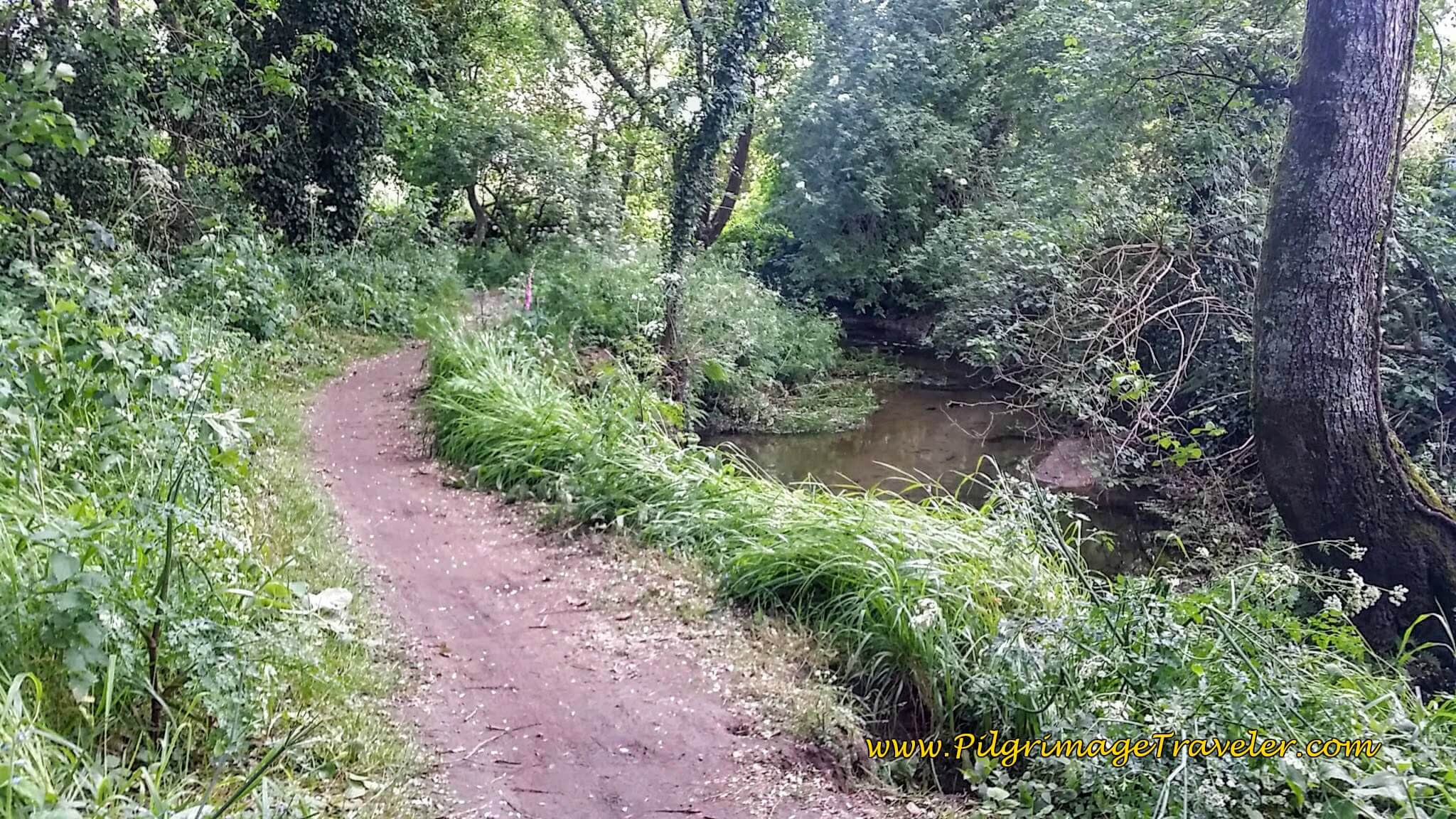 Path Along the Río Tomeza, day twenty-two on the Camino Portugués